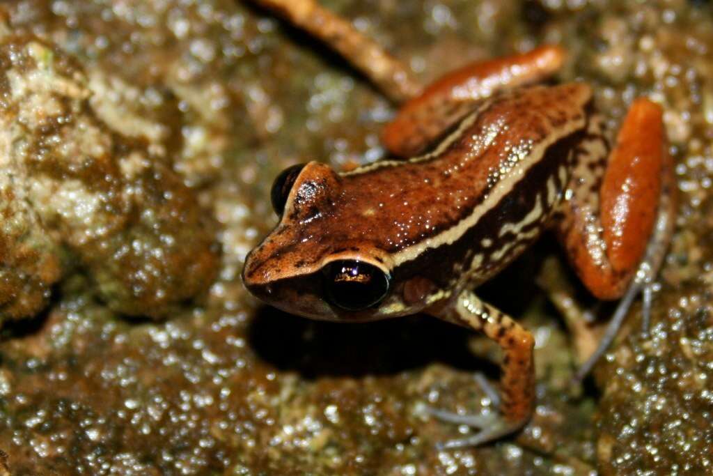 صورة Eleutherodactylus richmondi Stejneger 1904