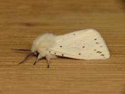 Image of white ermine