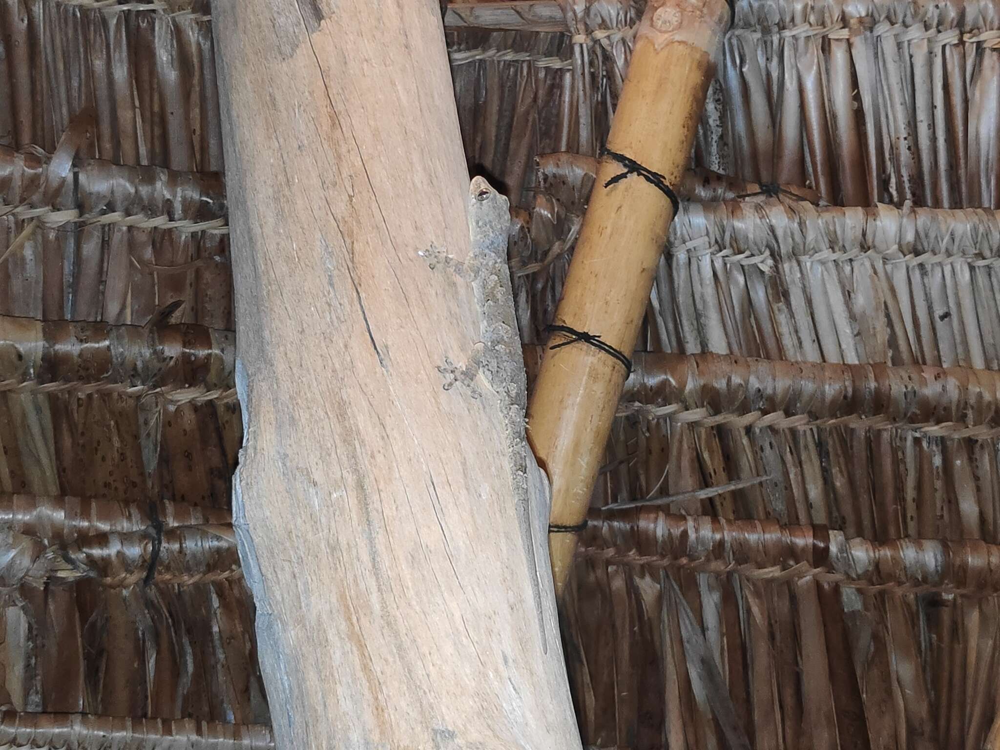 Image of Baobab Gecko