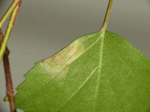 Image of Purplish Birch-miner Moth