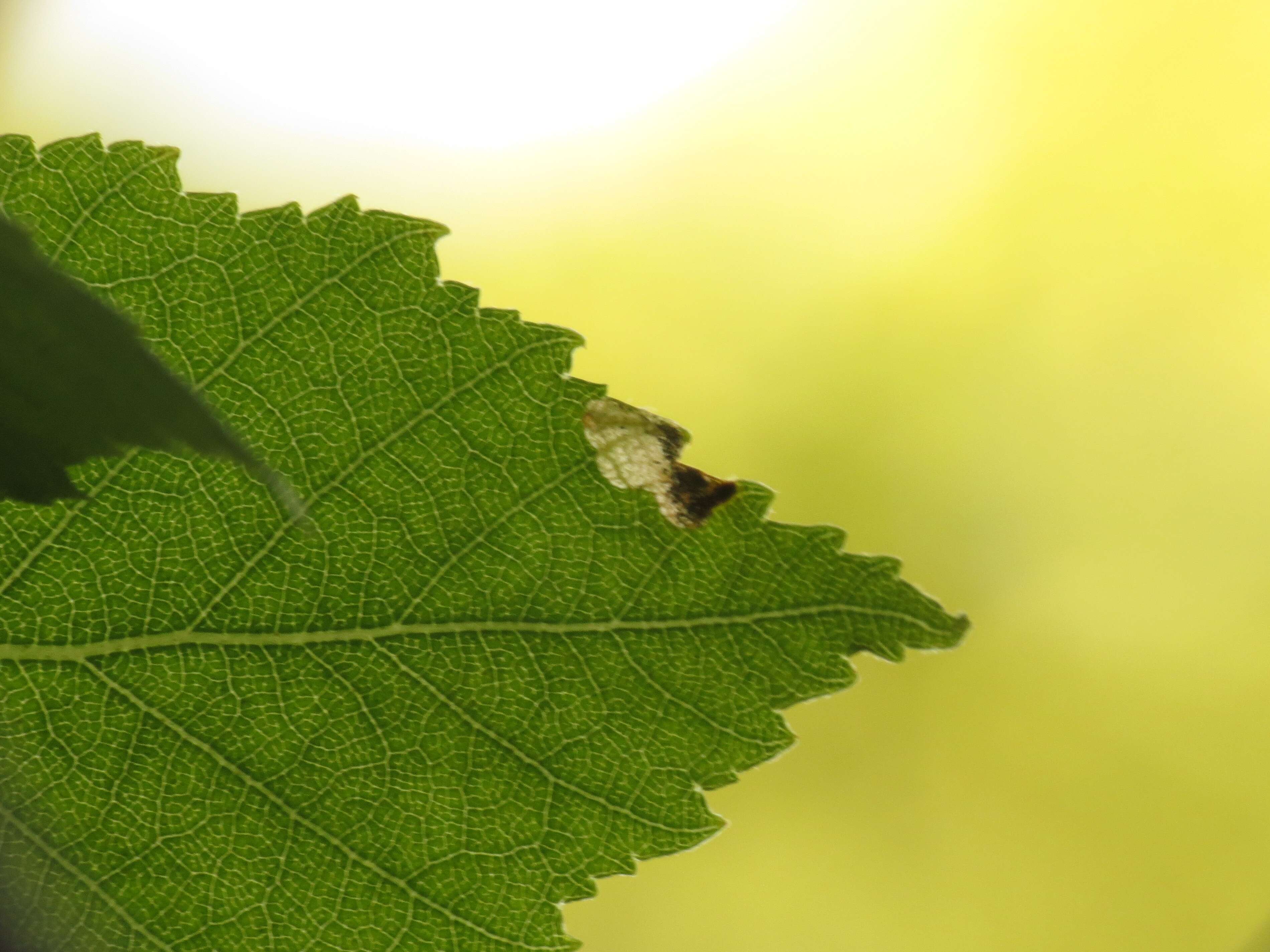 Image of Purplish Birch-miner Moth