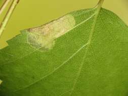 Image of Purplish Birch-miner Moth