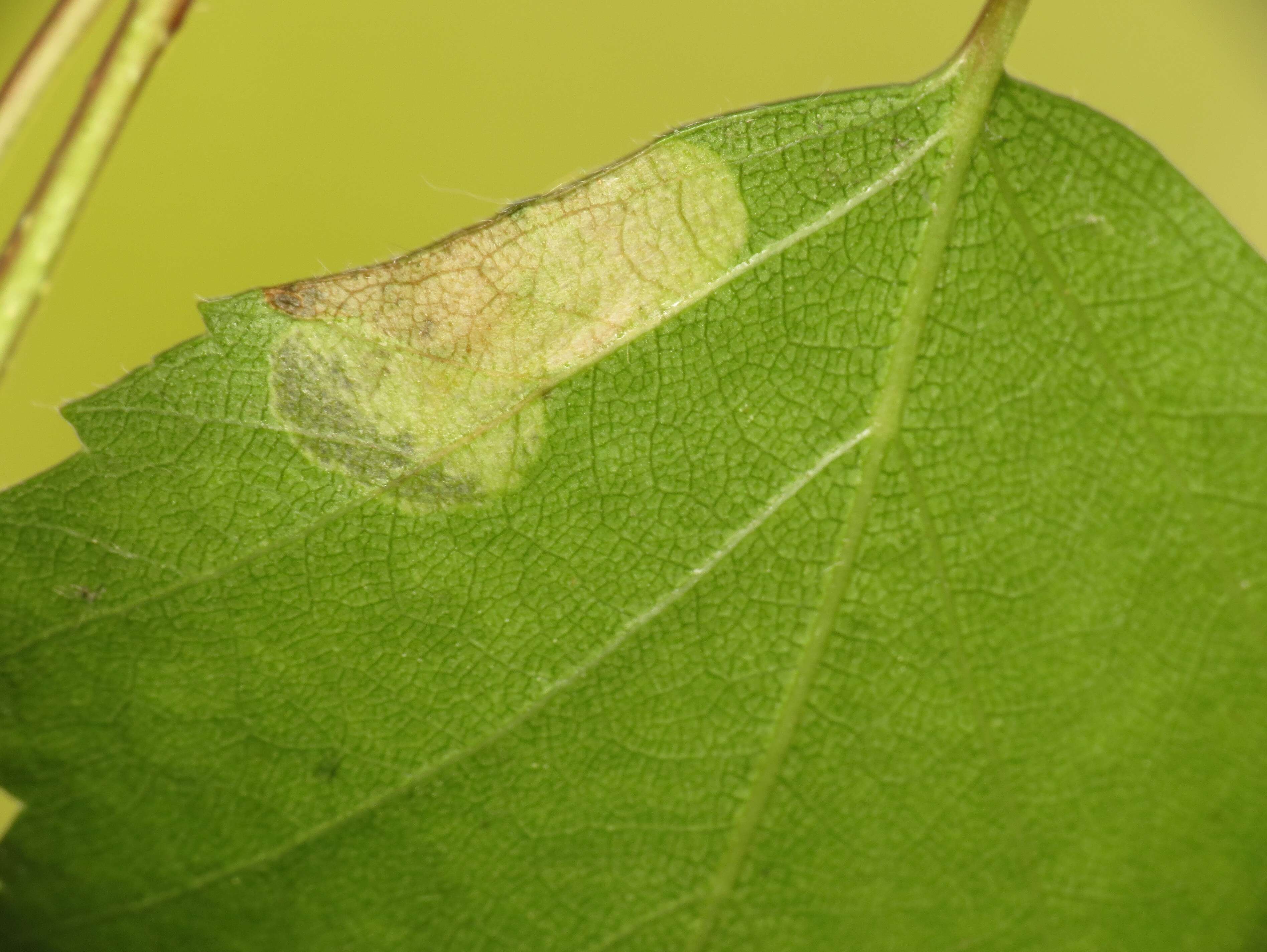 Image of Purplish Birch-miner Moth