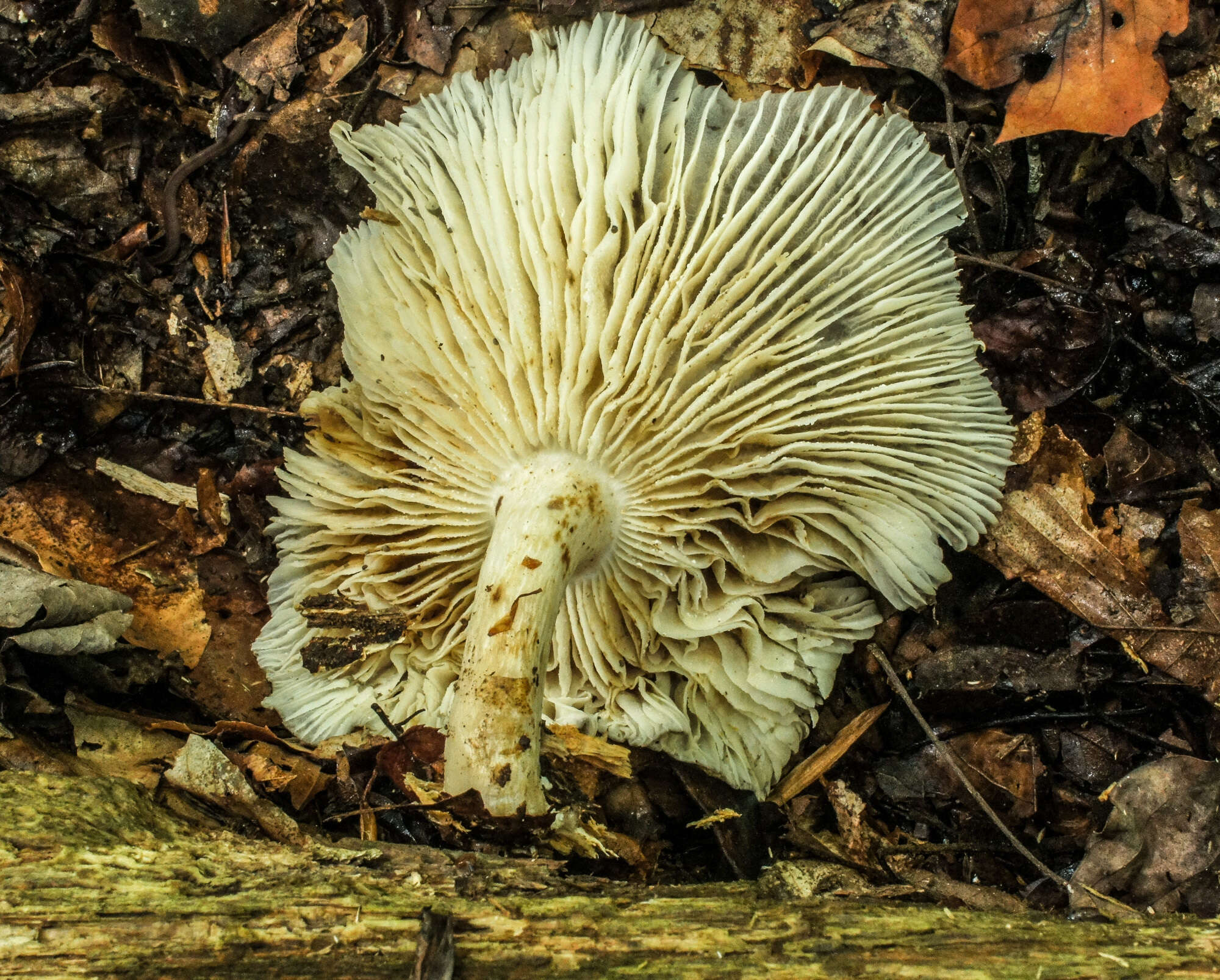 Image de Megacollybia rodmanii R. H. Petersen, K. W. Hughes & Lickey 2008