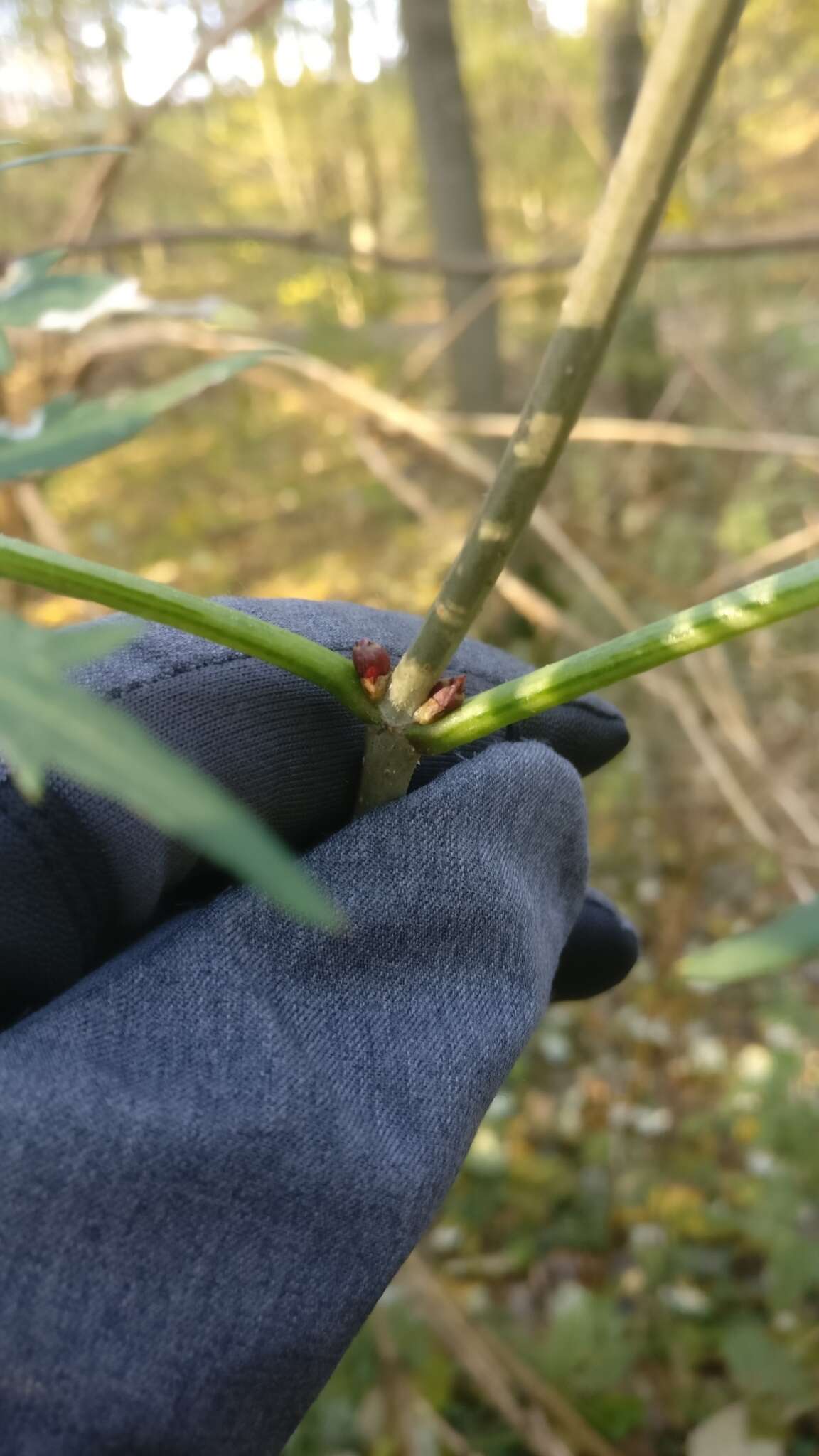 Imagem de Sambucus nigra L.