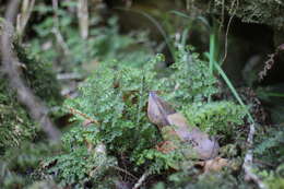 Image of Hymenophyllum paniculiflorum Presl