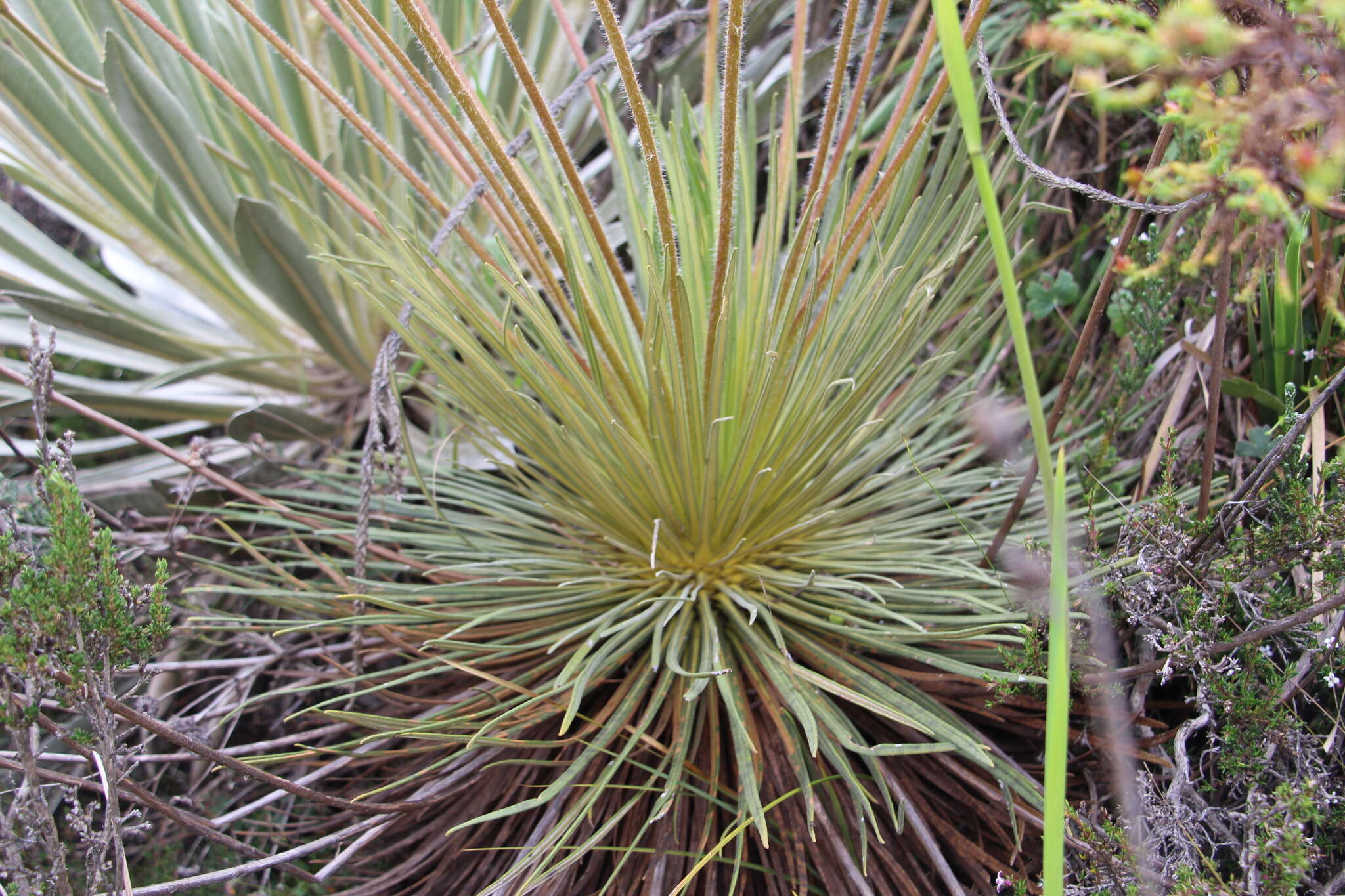 Image of Paramiflos glandulosus (Cuatrec.) Cuatrec.