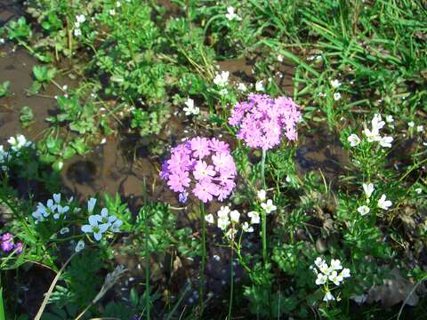 Plancia ëd Primula farinosa L.