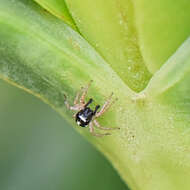 Plancia ëd Heliophanus pistaciae Wesolowska 2003