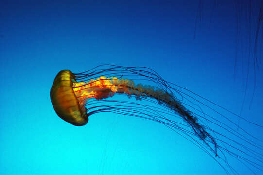 Image of Sea nettle