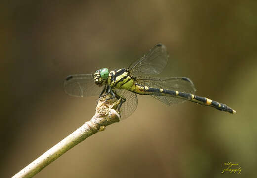 صورة Orientogomphus Chao & Xu 1987