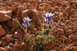 Image of Utah columbine