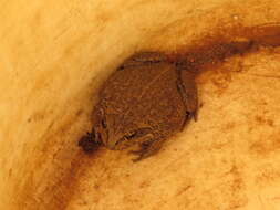 Image of Main's Frog