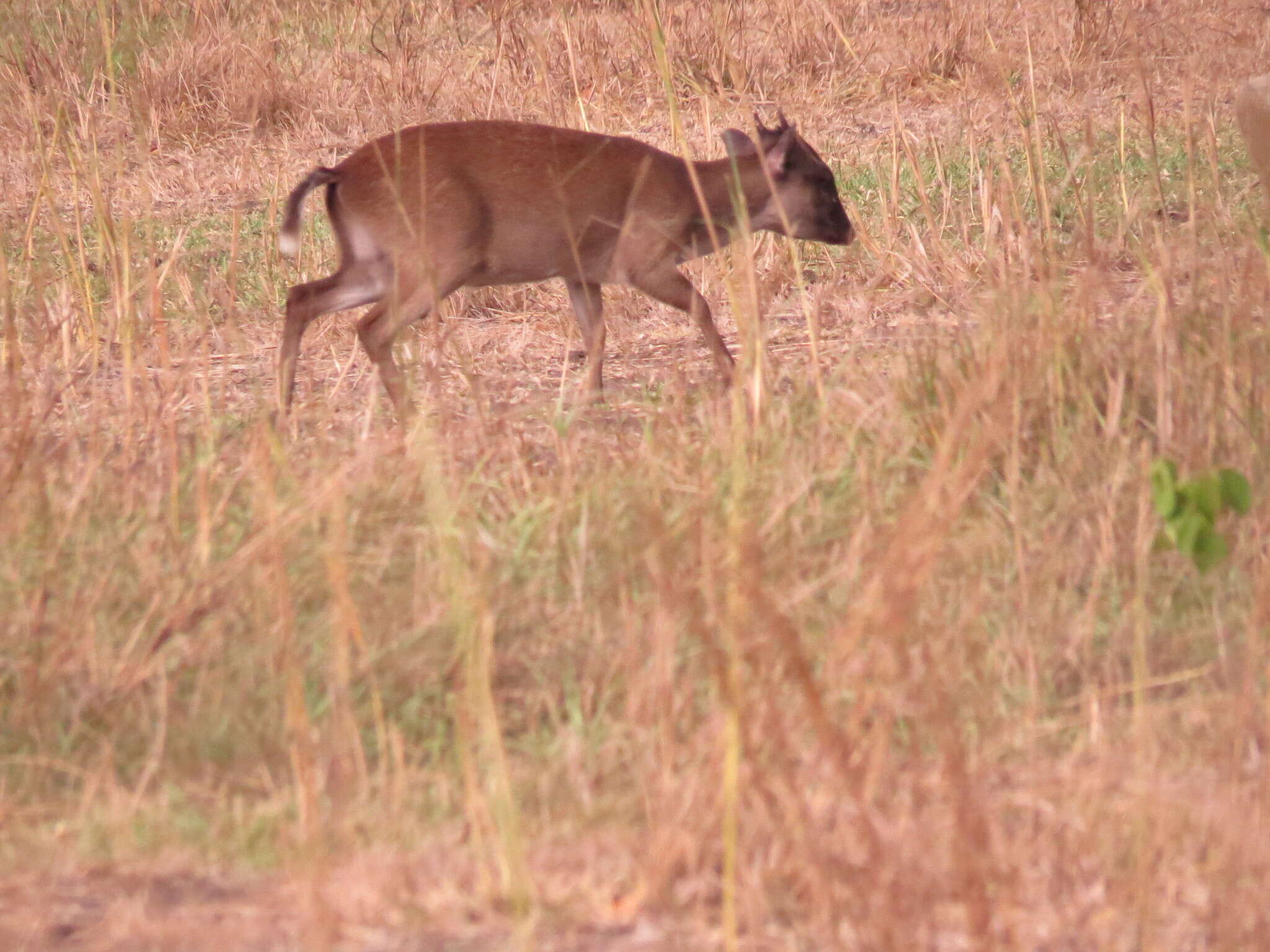 Image of Maxwell's Duiker