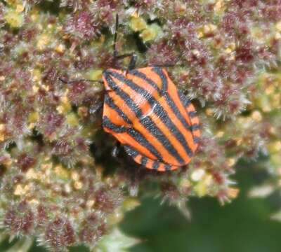 Image of <i>Graphosoma italicum</i>