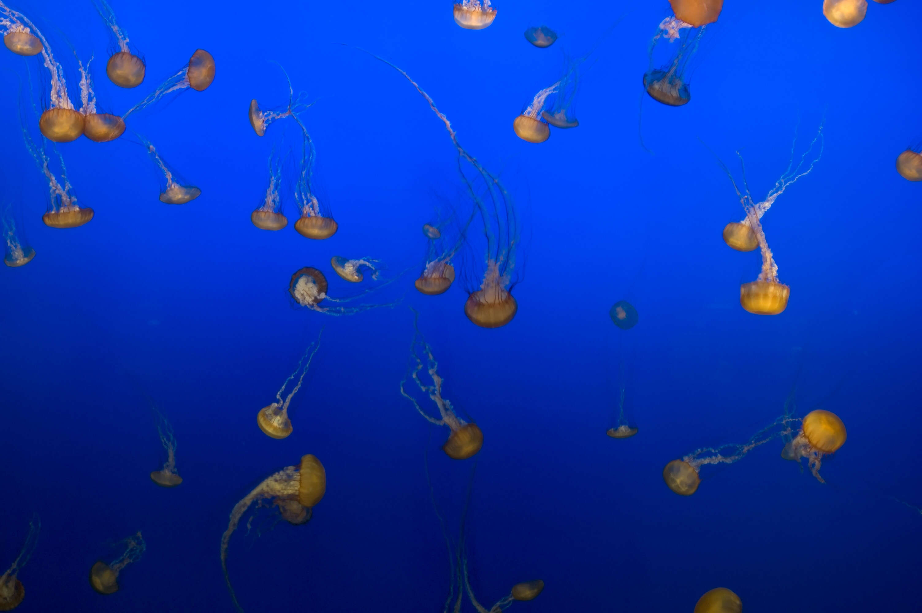 Image of Sea nettle