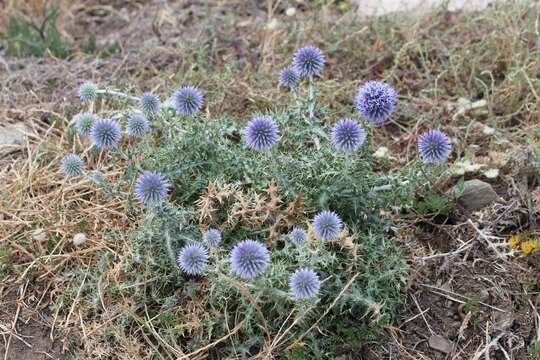 Image of southern globethistle