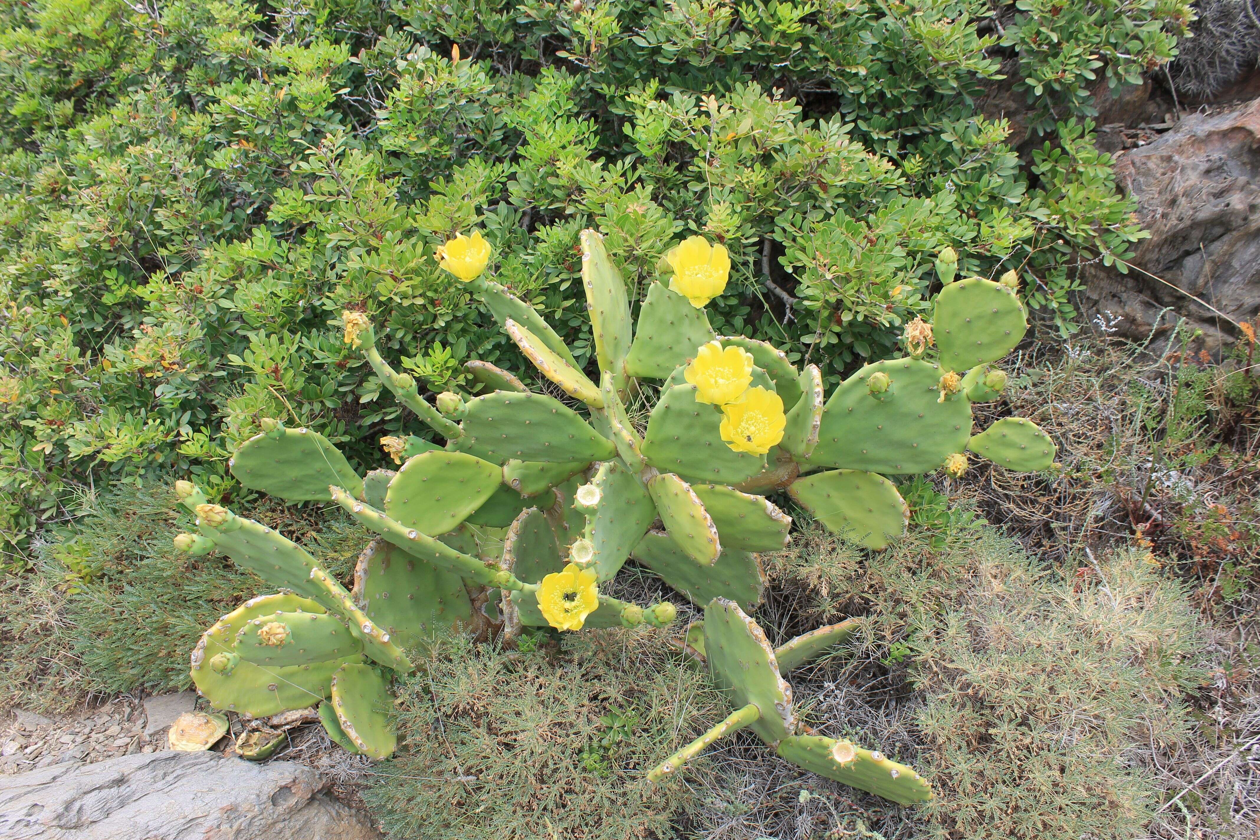 Image of Opuntia dillenii