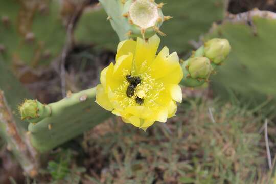 Image of Opuntia dillenii