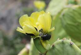 Image of Opuntia dillenii