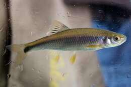 Image of Tricolor Shiner