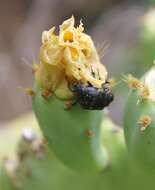 Image of Opuntia dillenii