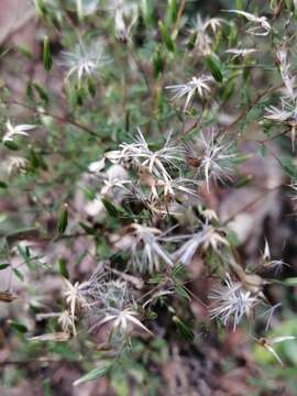 Image de Brickellia diffusa (Vahl) A. Gray