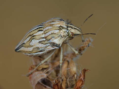 Image of <i>Odontotarsus robustus</i>