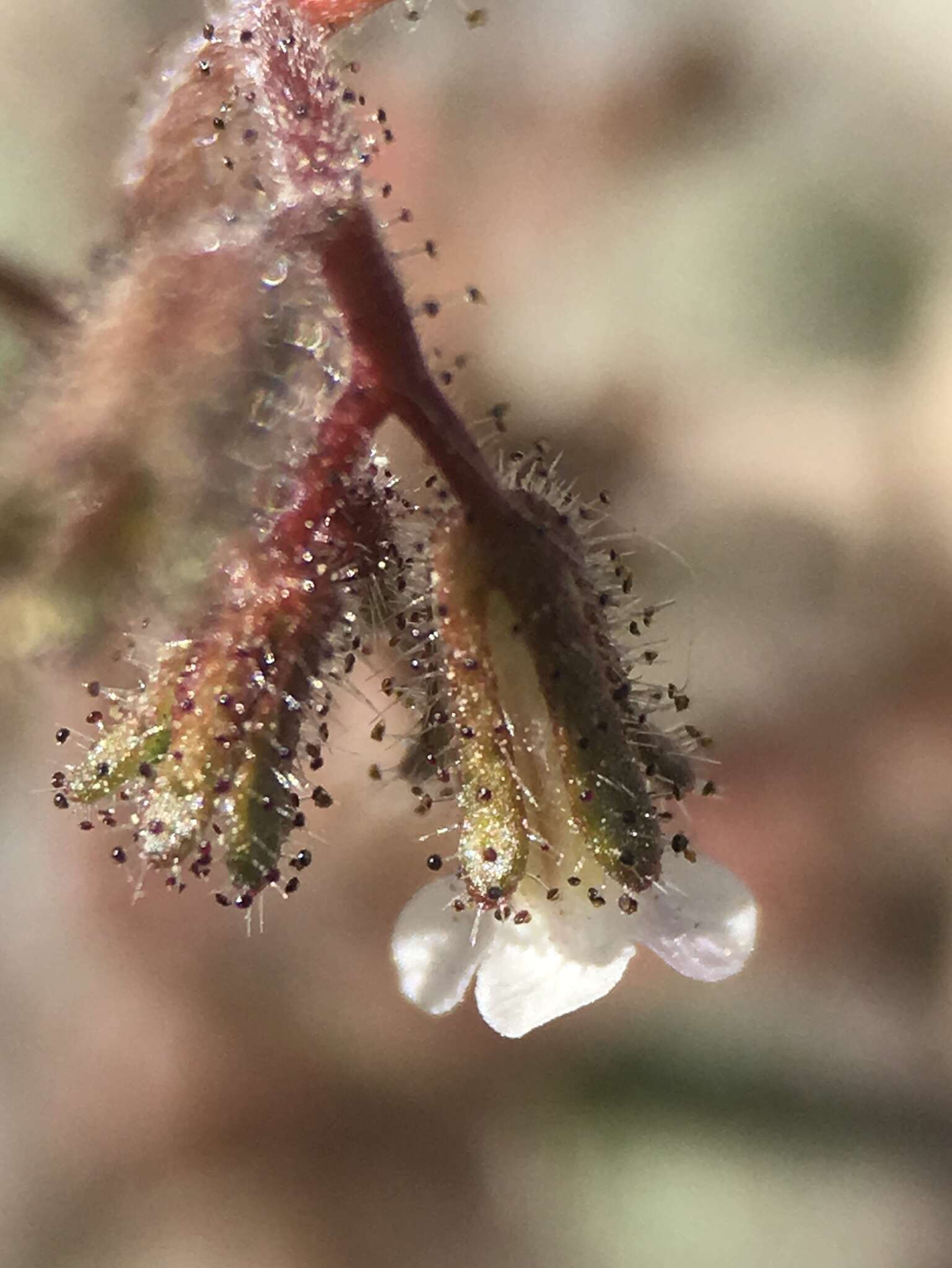 Image of Barneby's phacelia