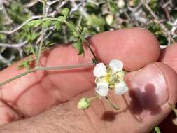 Serjania tortuosa (Benth.) Ferrucci & V. W. Steinm.的圖片