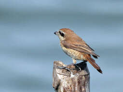 Image of Brown Shrike