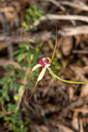 Image of Giant spider orchid