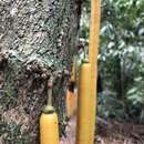 Image of candle tree