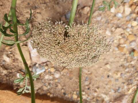 Imagem de Daucus carota subsp. commutatus (Paol.) Thell.