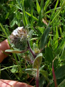 Image of Mt. Diablo phacelia