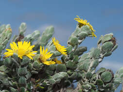 Plancia ëd Oedera spathulifolia (K. Bremer) N. G. Bergh