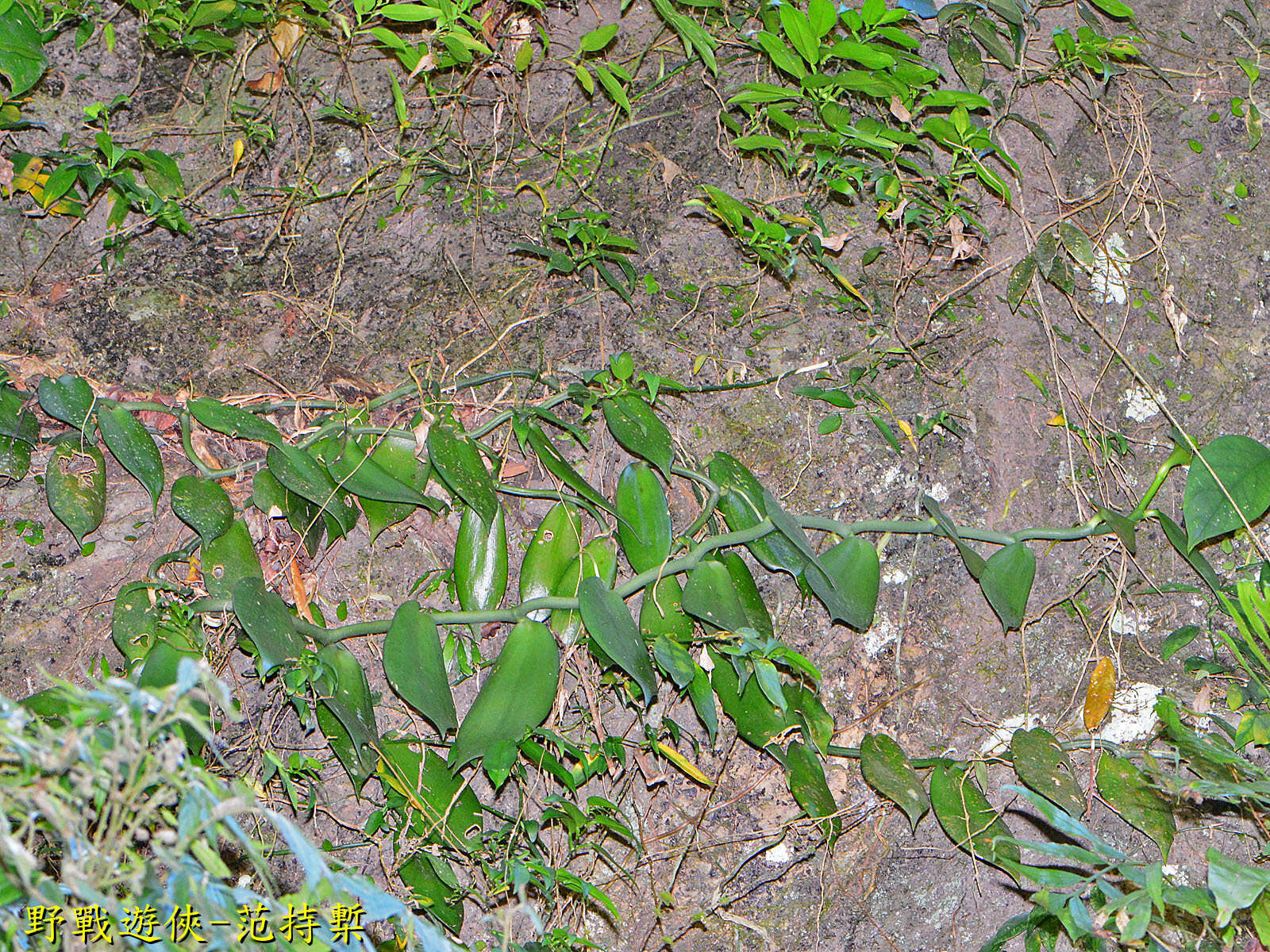 Image of Vanilla somae Hayata