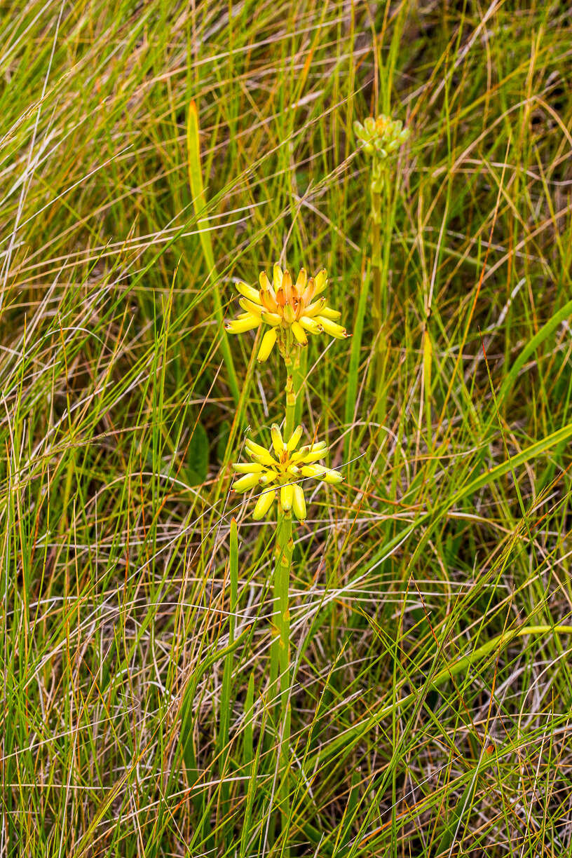 Image de Aloe linearifolia A. Berger