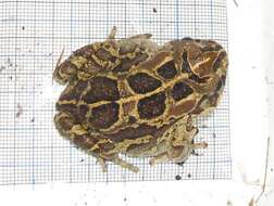 Image of Panther toad