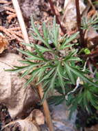 Image of Viola chaerophylloides var. sieboldiana (Maxim.) Makino