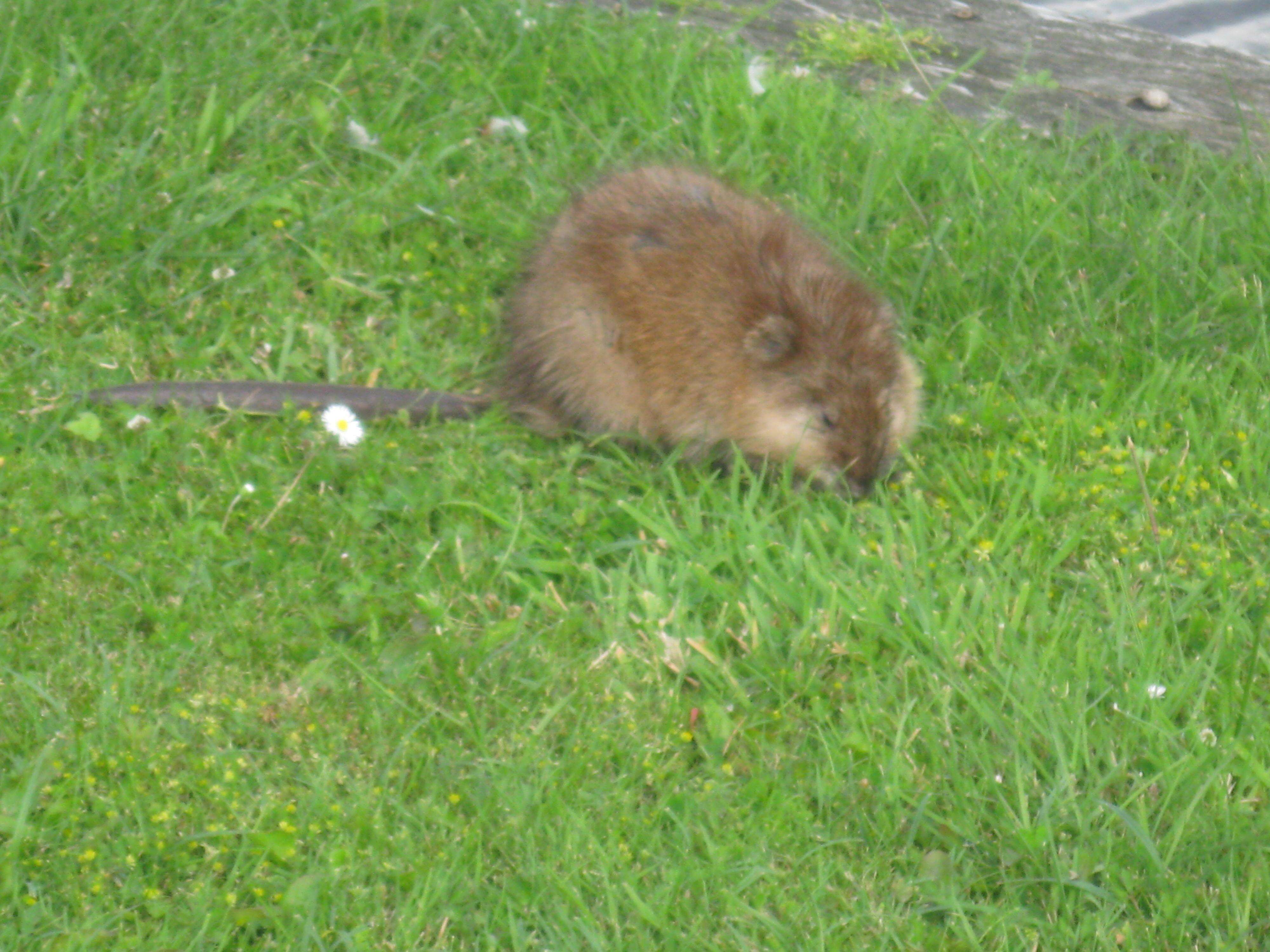 Image of muskrat