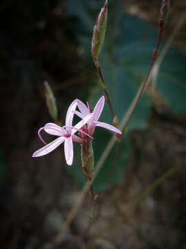 Image of Carphochaete grahamii A. Gray