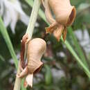 Image of Catasetum planiceps Lindl.