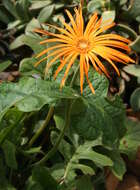 Image of Barberton daisy