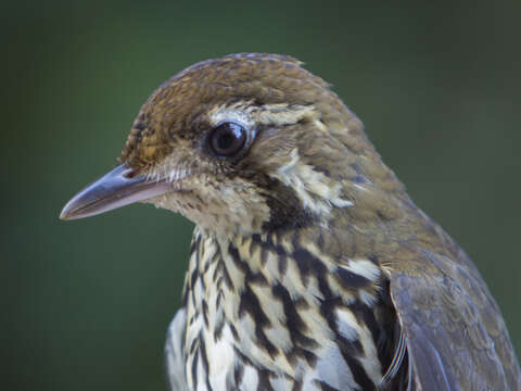 Image of Short-tailed Antthrush