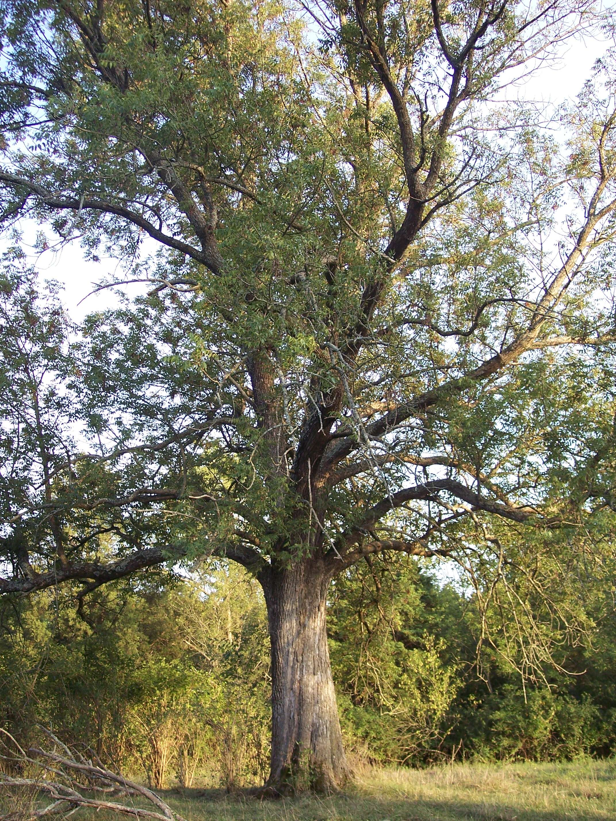 Image of blue ash