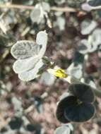 Image of Rhynchosia schimperi Boiss.