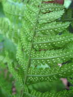 Image of narrow buckler-fern