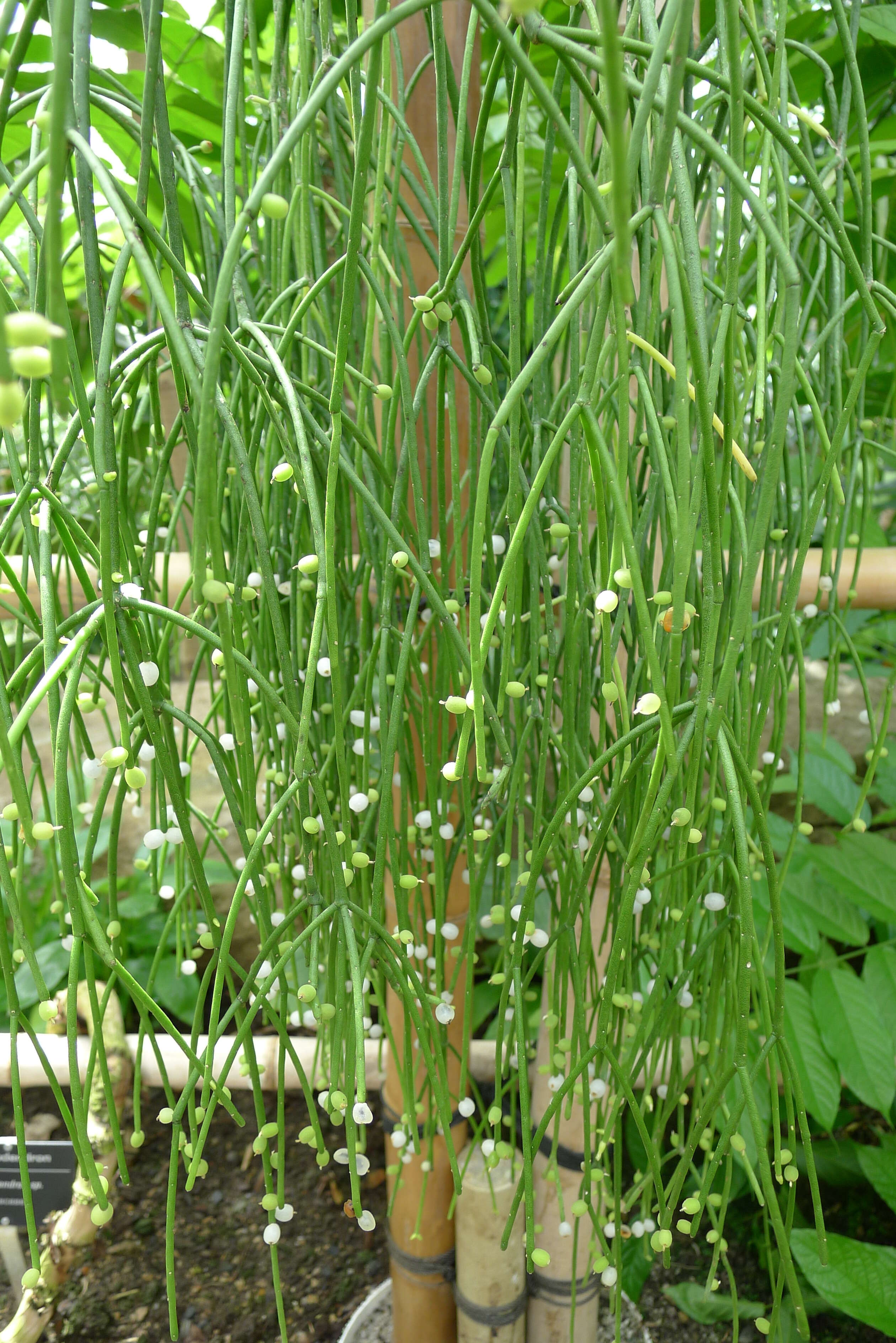 Слика од Rhipsalis baccifera (Sol. ex J. M. Mill.) Stearn