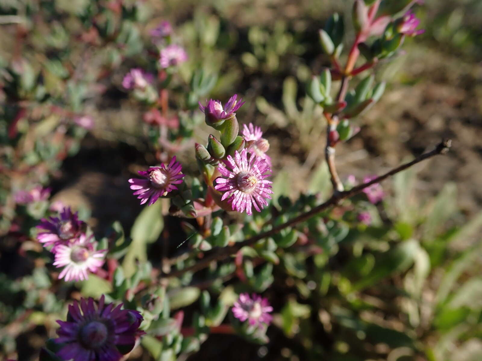 Image of Ruschiella argentea (L. Bol.) Klak